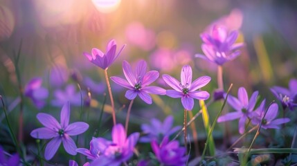 Fototapeta premium Purple Flowers in Soft Sunlight