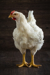 White chicken standing on a dark wooden floor with a dark background, studio shot.
