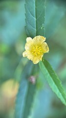 Common name: wire weed (Eng.) Woody herb with erect, long branches
