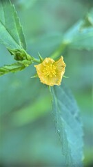 Common name: wire weed (Eng.) Woody herb with erect, long branches