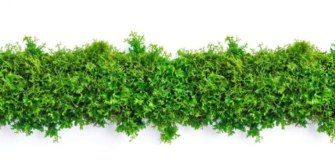Obraz premium A simple arrangement of green plants on a clean and minimalist white background, ideal for use in branding, marketing, or other design projects