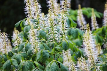 Aesculus parviflora. Bottlebrush buckeye, dwarf horse chestnut.