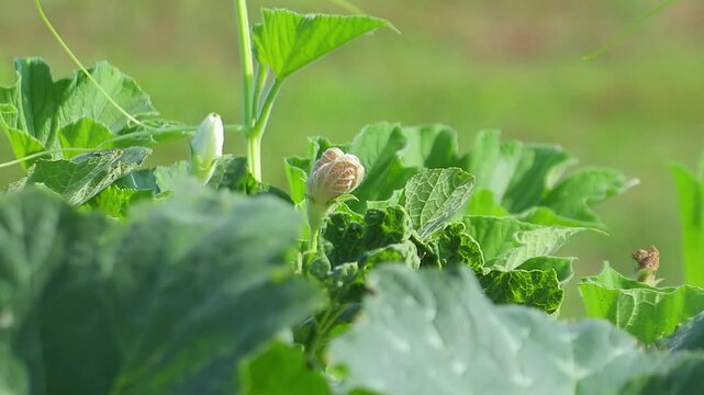 Flowering pumpkin plants in the garden on a sunny day with a gentle breeze