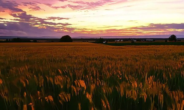 Timothy Agricultural Crop Blowing in the Wind During Sunset in Lethbridge Alberta Canada