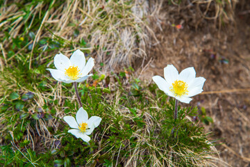 White Pulsatilla flowers in summer mountains growin from old grass