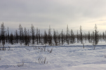 Arctic tundra in winter. Nearby, the Urengoy gas field is a unique gas field, the third largest gas...