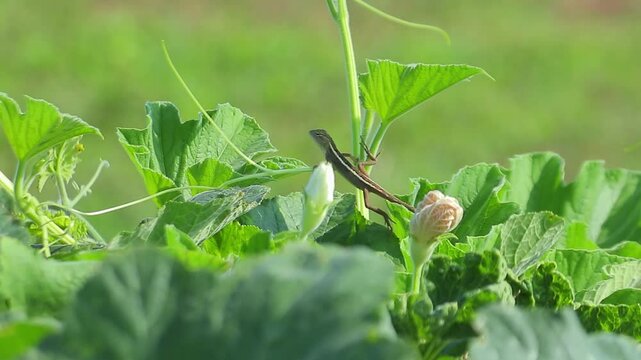 a lizard crawling on a flowering pumpkin plant in the garden on a sunny day with a gentle breeze