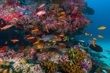 Maldives 2023
