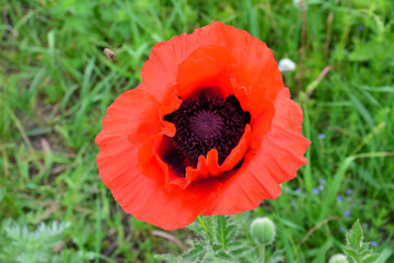 a red poppy flower with black seeds in the middle close up