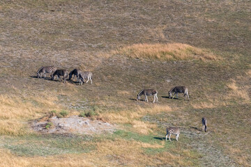Aerial shot of a herd of Zebras grazing in the Okavango delta wetlands in Botswana.