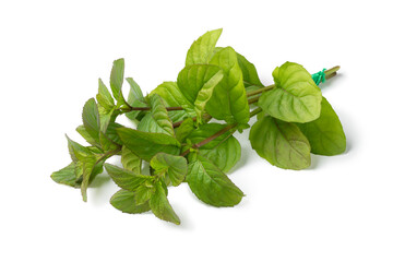 Twigs of fresh Orange Mint plant isolated on white background close up