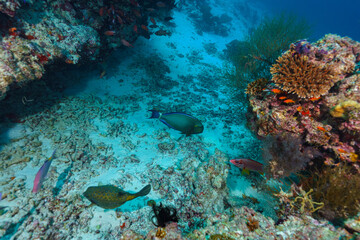 Fototapeta premium Maldives 2023