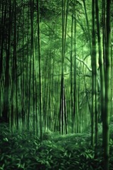 Fototapeta premium A dense forest with numerous tall green trees, suitable for use as a scenic background or nature landscape