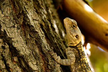 lizard on a tree