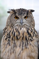 カメラ目線のワシミミズクのポートレート