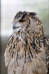 横向きのワシミミズクのポートレート