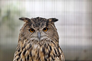 カメラ目線のワシミミズクのアップ