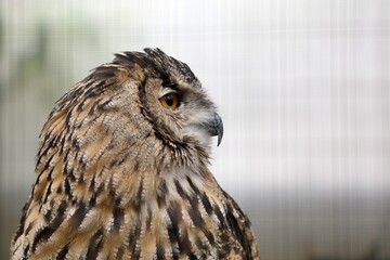 ワシミミズクの横顔のアップ