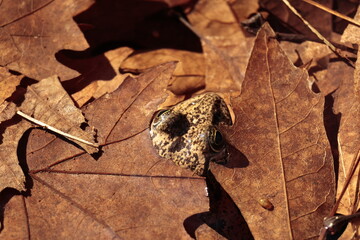 close up of a leaf and frog