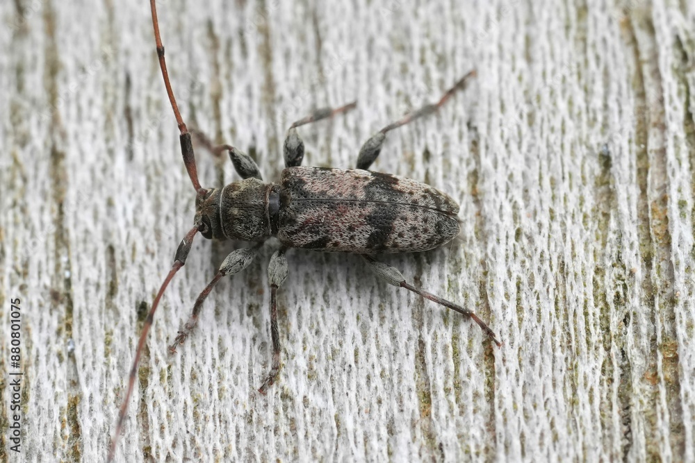 Wall mural Closeup European longhorn beetle, Leiopus femoratus on a piece of wood