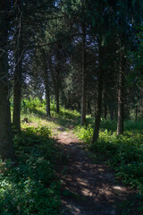 A path in the forest among conifers. The light falls on the path in the forest among the trees