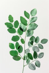 A close-up view of a plant with green leaves, ideal for use in still life photography or as a decorative element