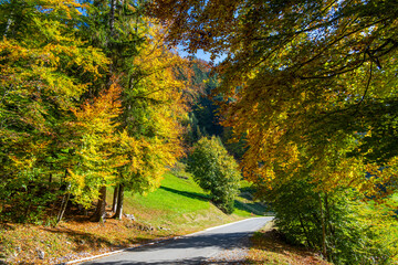 Colored Fall leaves in Vorarlberg, Austria