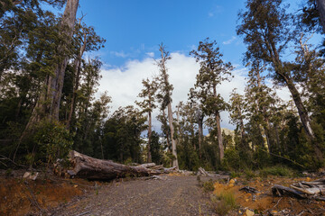 Old Growth Logging in Southwest National Park Tasmania Australia