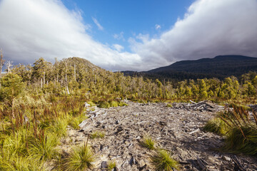 Old Growth Logging in Southwest National Park Tasmania Australia