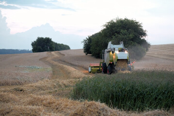 Naklejka premium Agriculture Combine Harvester in Action Farming on a Wheat Grain Field With Harvest