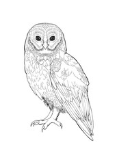 Detailed owl bird drawing Line Art coloring book realistic clipart design wild animal doodle graphic black white contour sketch outline print feathers ornamental pattern digital printable page png
