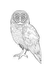 Detailed owl bird drawing Line Art coloring book realistic clipart design wild animal doodle graphic black white contour sketch outline print feathers ornamental pattern digital printable page png
