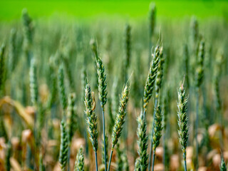 Getreideanbau im Sommer