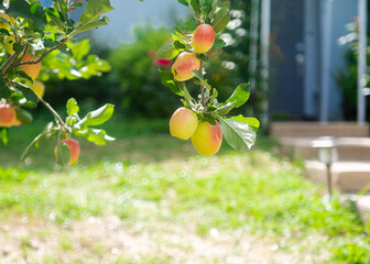 Entrance stairs to suburban houses decorated with apple tree load of ripe fruits hanging on branch, front yard orchard in Dallas, TX, foodscaping and edible landscaping at no HOA neighborhood
