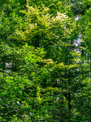 Fototapeta premium Sonnenlicht im Baum