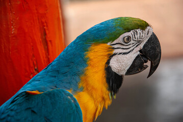 portrait of a canindé macaw, with a blue and yellow body and green feathers on its head