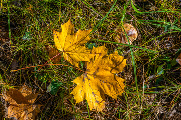 Fall Autumn in Austria with colorful leaves.