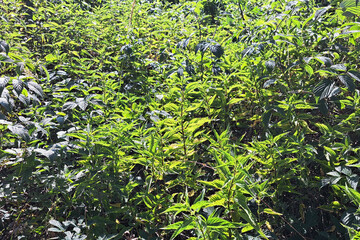 Sunlit nettle field glowing in the summer light. Vibrant green foliage thriving under the warm sun. Natural landscape showcasing wild herbal growth.