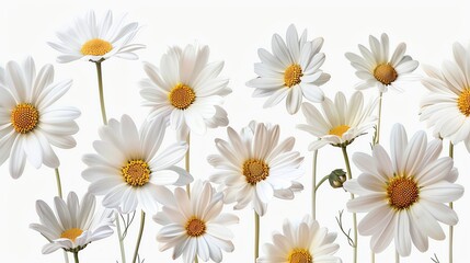 Fototapeta premium White daisies on white background.