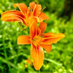 orange tiger lily