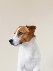 Cute Jack Russell Terrier dog posing on a beige background. Funny Jack Russell Terrier puppy