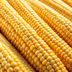 Close-up of corn.
