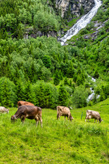 Fototapeta premium The beautiful Stilluptal valley, also called the waterfall valley and cows grazing near Mayrhofen in Austria, Europe