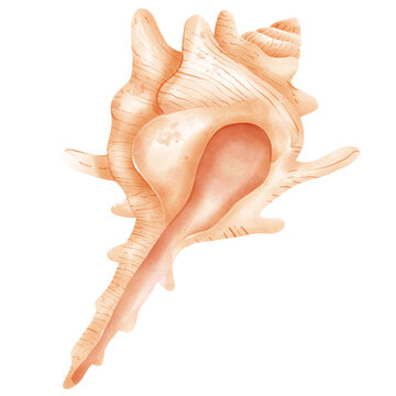 Cute adorable murex shell in watercolor hand draw illustration for summer shell theme