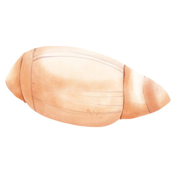 Cute adorable olive shell in watercolor hand draw illustration for summer shell theme