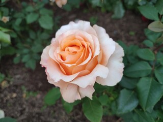 A pretty rose