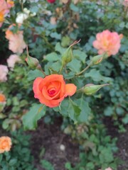 wonderful roses