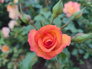 wonderful roses