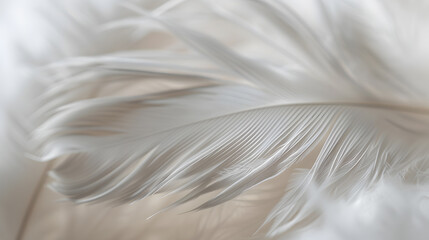 A feather with a white background