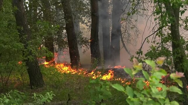 Fire in the forest. Coniferous litter is burning. Tongues of red flame rise up. Fires in the ecosystem. Forest fires during hot summers.